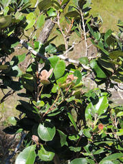 Eugenia erythrophylla