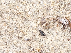 Symphoromyia