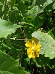 Abutilon indicum
