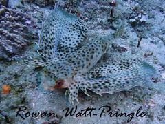 Dactyloptena orientalis
