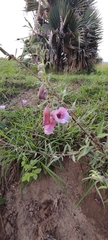 Pedaliaceae