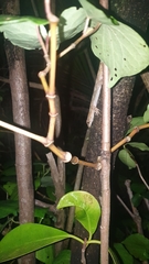 Dactylocnemis pacificus