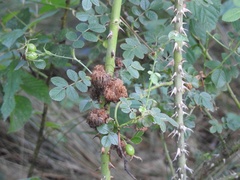 Phragmidium rosae-multiflorae