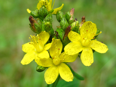 Hypericum erectum