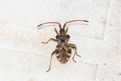 Centrocoris spiniger