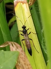 Stenichneumon culpator
