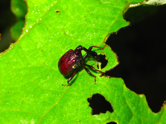 Paracycnotrachelus chinensis