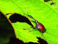 Paracycnotrachelus chinensis