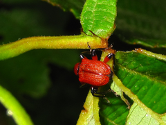 Apoderus