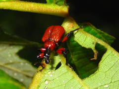 Apoderus
