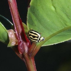 Phrynocaria gratiosa
