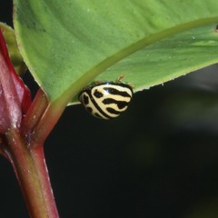 Phrynocaria gratiosa