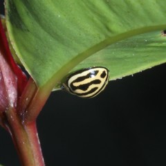 Phrynocaria gratiosa