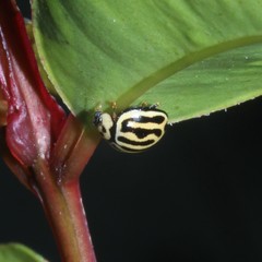 Phrynocaria gratiosa