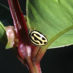Phrynocaria gratiosa