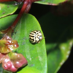 Phrynocaria gratiosa