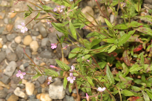 Dwarf willowherb (Epilobium obscurum)
