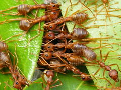 Oecophylla longinoda