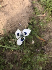 Moraea aristata