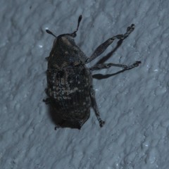 Eutyrhinus meditabundus