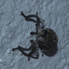 Eutyrhinus meditabundus