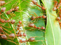 Oecophylla longinoda