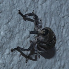 Eutyrhinus meditabundus