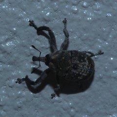 Eutyrhinus meditabundus