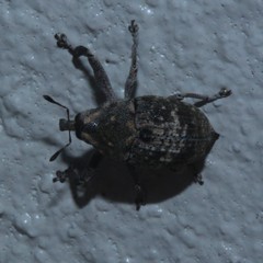 Eutyrhinus meditabundus