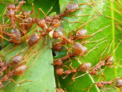 Oecophylla longinoda
