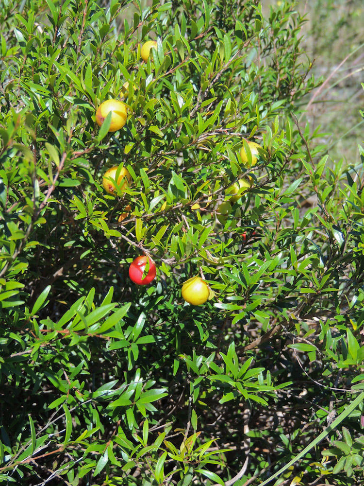 Small-leaf Myrtle