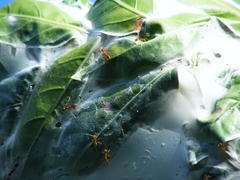 Oecophylla longinoda