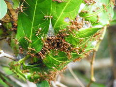 Oecophylla longinoda