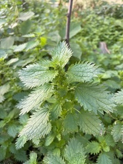 Urtica urens