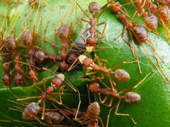 Oecophylla longinoda