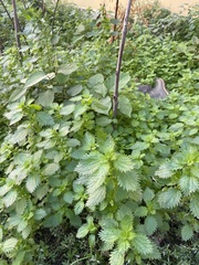 Urtica urens