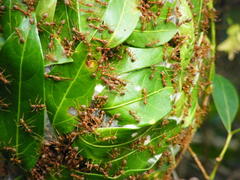 Oecophylla longinoda