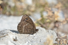 Satyrus actaea
