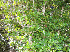 Hyperacanthus amoenus