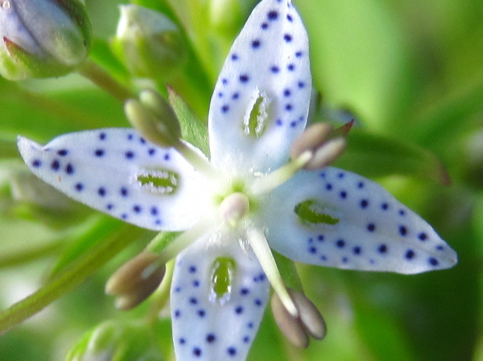 Lesser tetrapetal swertia