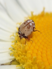 Anthrenus isabellinus