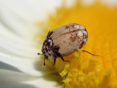Anthrenus isabellinus