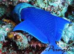 Odonus niger