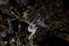 Corybas cryptanthus