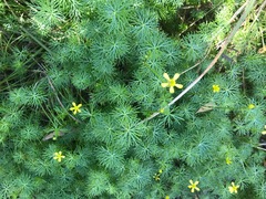 Ranunculus amphitrichus