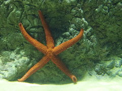 Echinasteridae