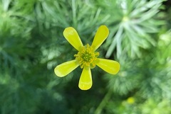 Ranunculus amphitrichus