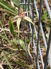 Caladenia orientalis