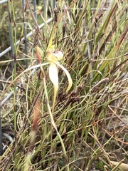 Caladenia orientalis