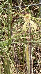 Caladenia orientalis